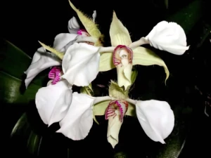 Bild von Dendrobium eximium 1
